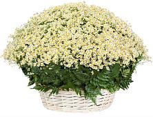 Цветочная композиция из Ромашки в корзине #REPLACE_PRED# Белогорске Республики Крым